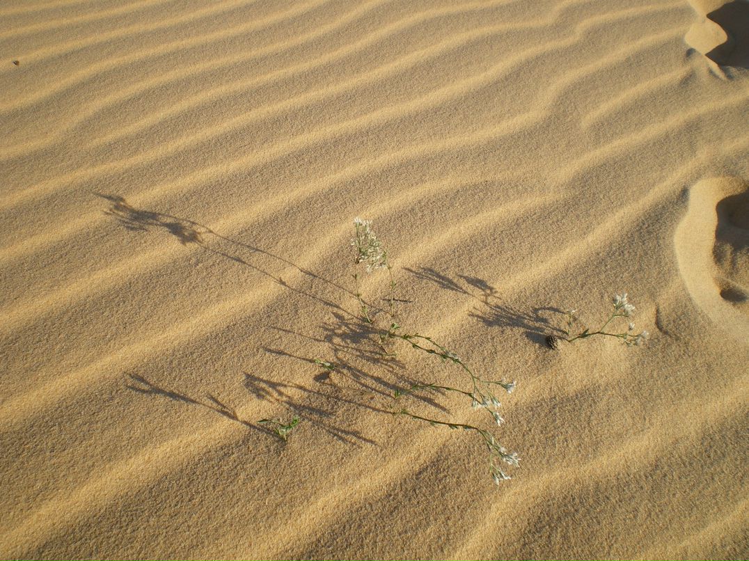 Ольга Павлова | Санкт-Петербург