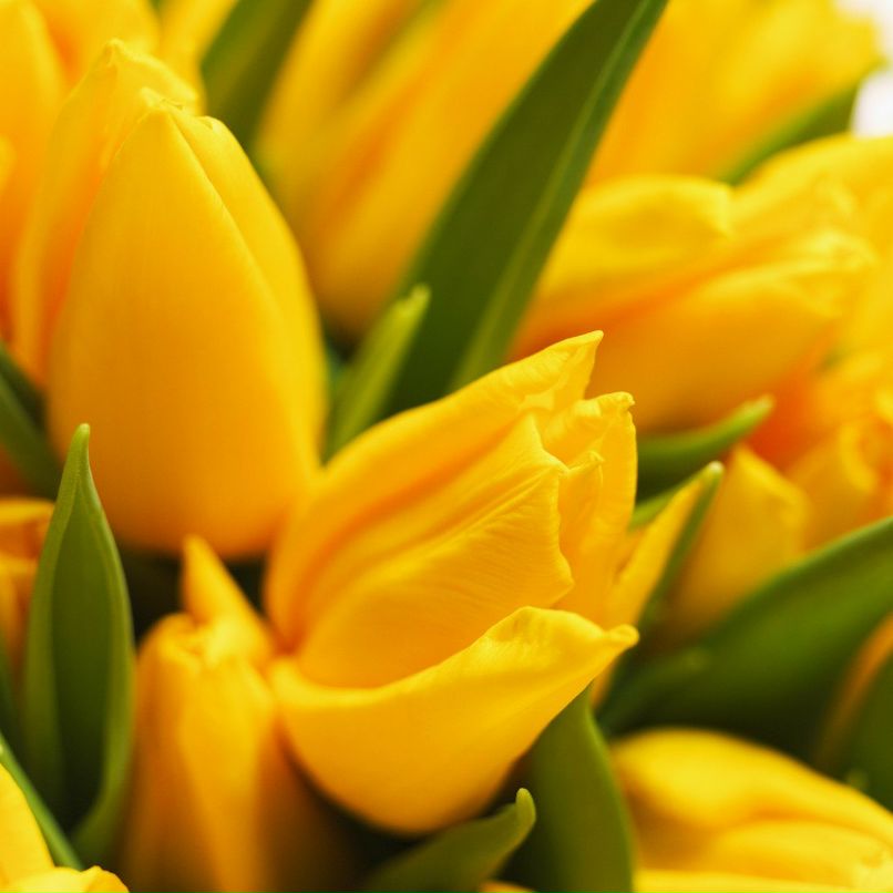 Жанна Бухарметова | Ульяновск