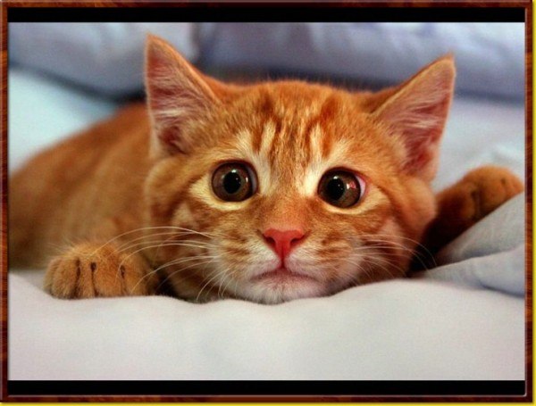 Анатолий Анатольев ツ | Черкассы