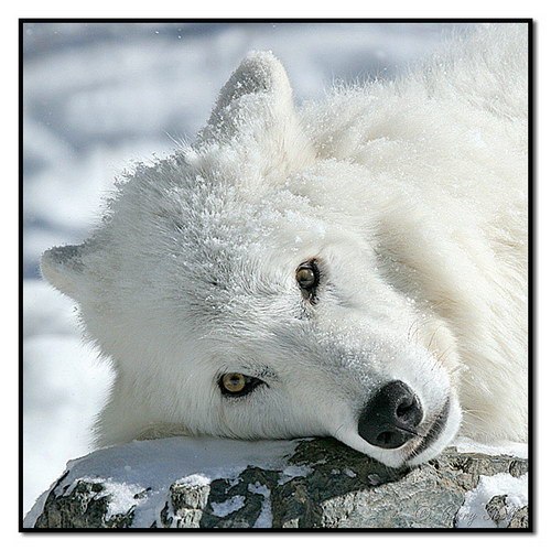 Сергей Журавский $Sherlock$ | Йыхви