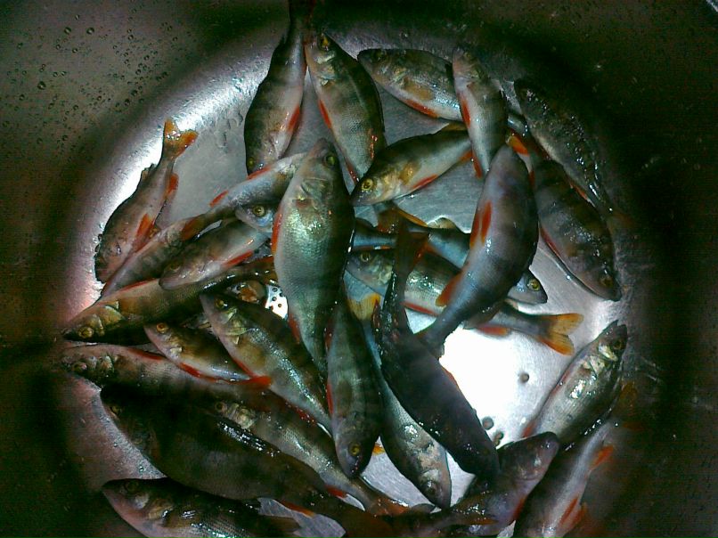 Виктор Тесля | Киев