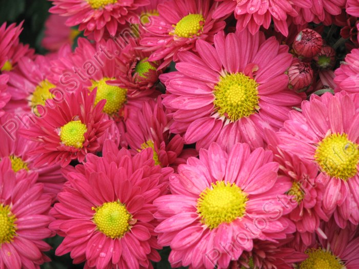 Артем Товмасян | Сумы