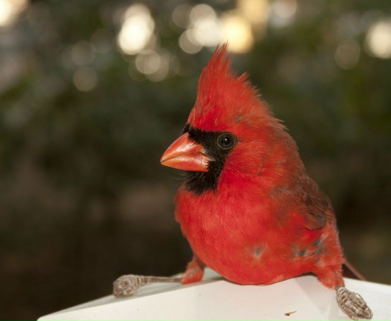 Нина Плугатырева | 