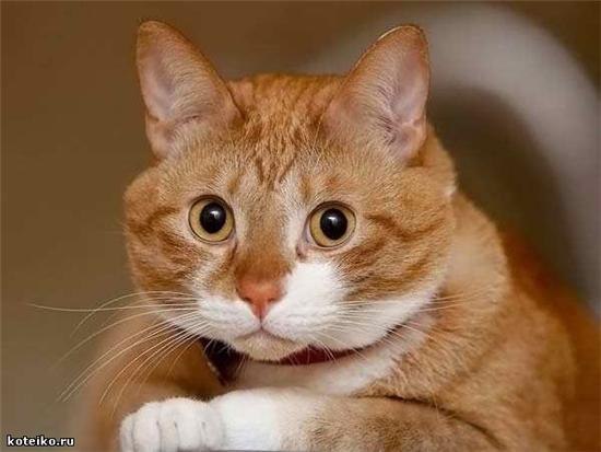 Оля Муха ♥llιl | 