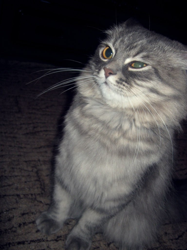 Анастасия Мамонова | Днепр (Днепропетровск)