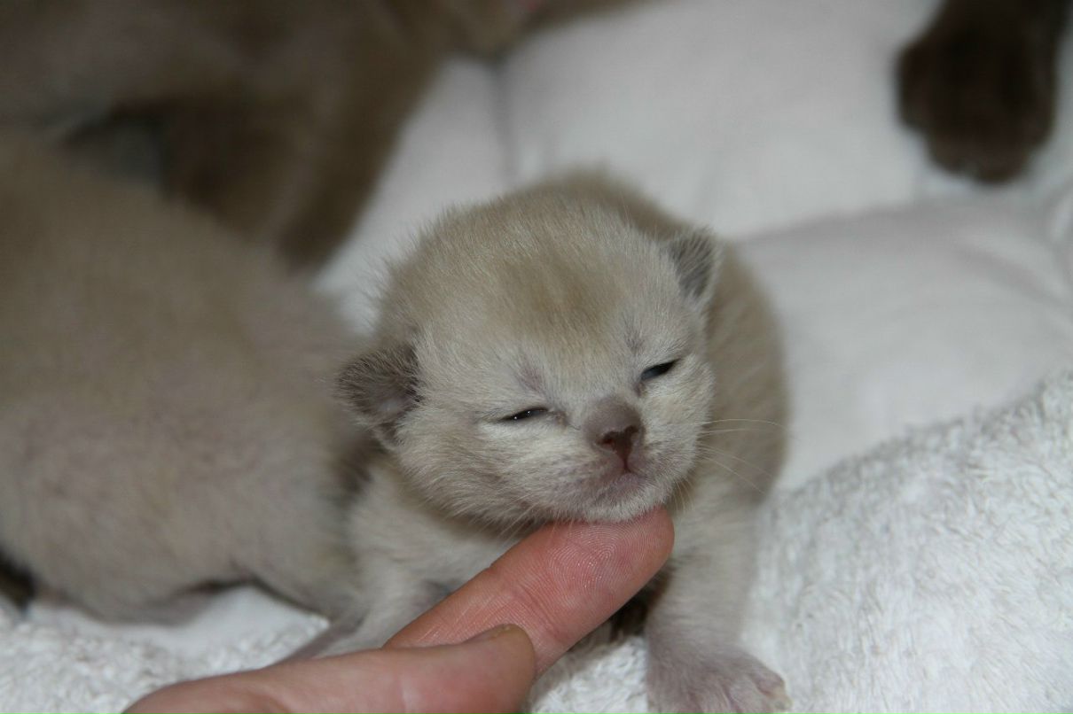 Наталья Лукашова(Алексеева) | Санкт-Петербург