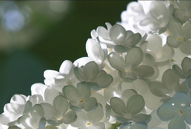 Ирина Яблочкова | Нижний Новгород