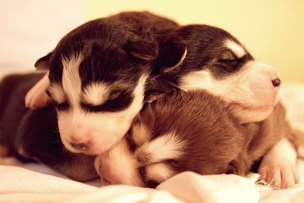 Роман Класин $Romeo$ | Туймазы