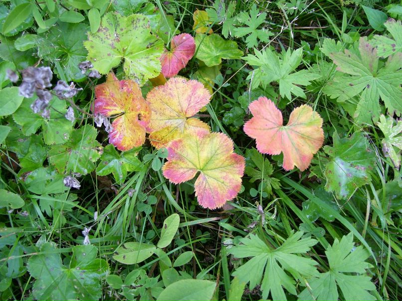 Анна Истомина | Сыктывкар