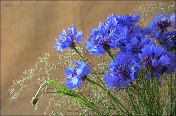 Васятка Котятка | Москва