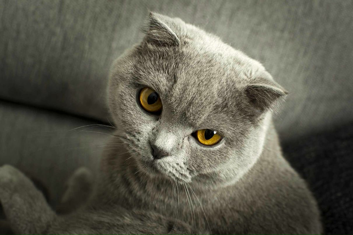 Валентин Афонин | Калуга