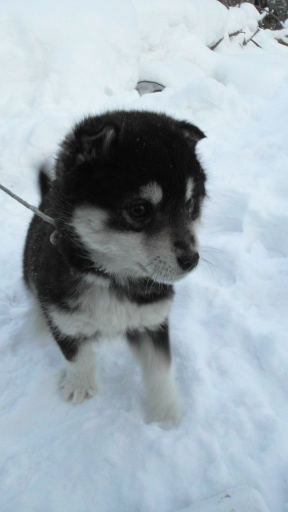 Сирин Кучтый | 