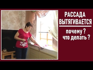 Рассада вытягивается   Почему и что делать