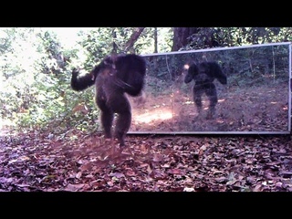 dance with intimidation jumps among chimpanzees in front of mirrors set in their jungle (Gabon)