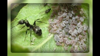 Маленькая, но прожорливая..