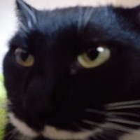 Александр Купцов