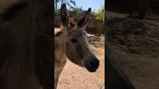 Турция 2019 / Зоопарк в Анталии Antalya Zoo / Осёл Яшка - очень общительный)))