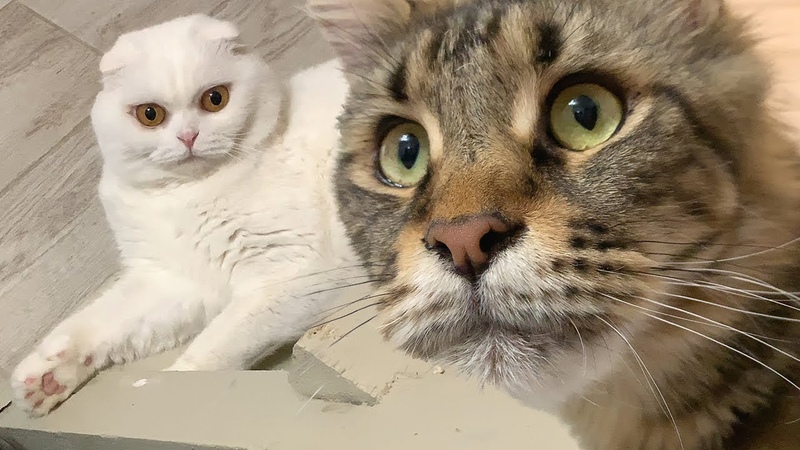 КОТ ЖИЗНЬ ПОД ЧЕМ