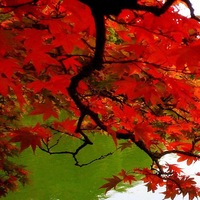 София Кузнецова