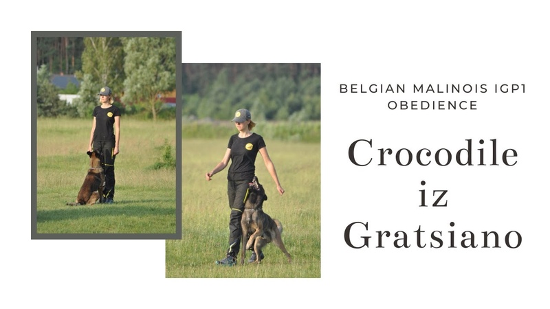 Belgian malinois IGP1 obedience. Crocodile iz