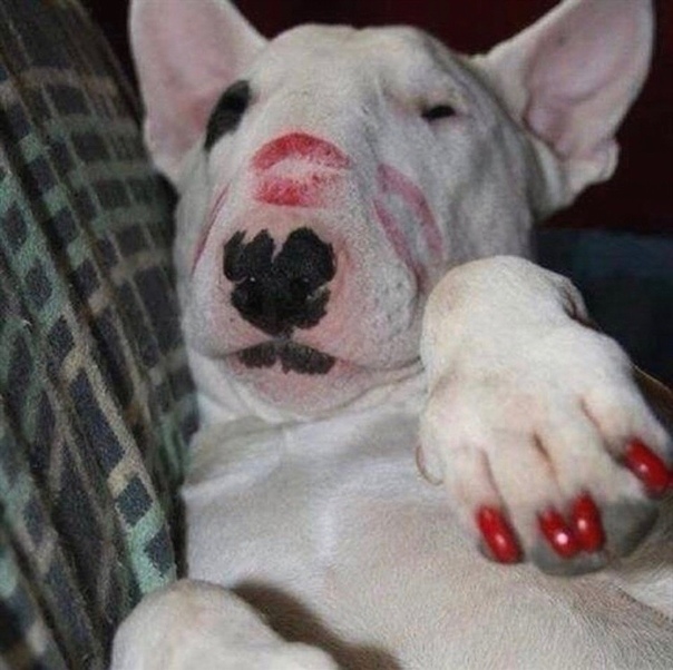 бультерьер с некупированными ушами. бультерьер опасен ли. бультерьер розовый. бойцовский бультерьер бой. бультерьер хинкса.