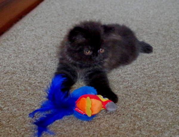 Кошки в нашей жизни. Кошки и все, что с ними связано.