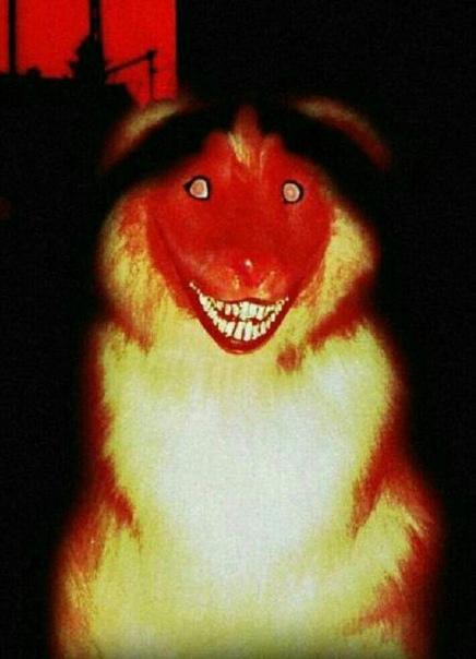 Танцующий шиба ину. Рил дог. Рил дог. Танцующий doge. Рил дог.