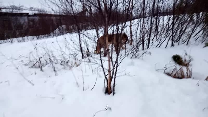 ПАДАЮТ КРОШЕЧНЫЕ