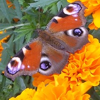 Анна Панова | Омск