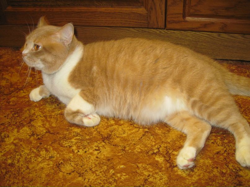 Марина Сторчоус | Смела