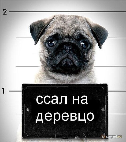 Виталий Кузнецов | Санкт-Петербург