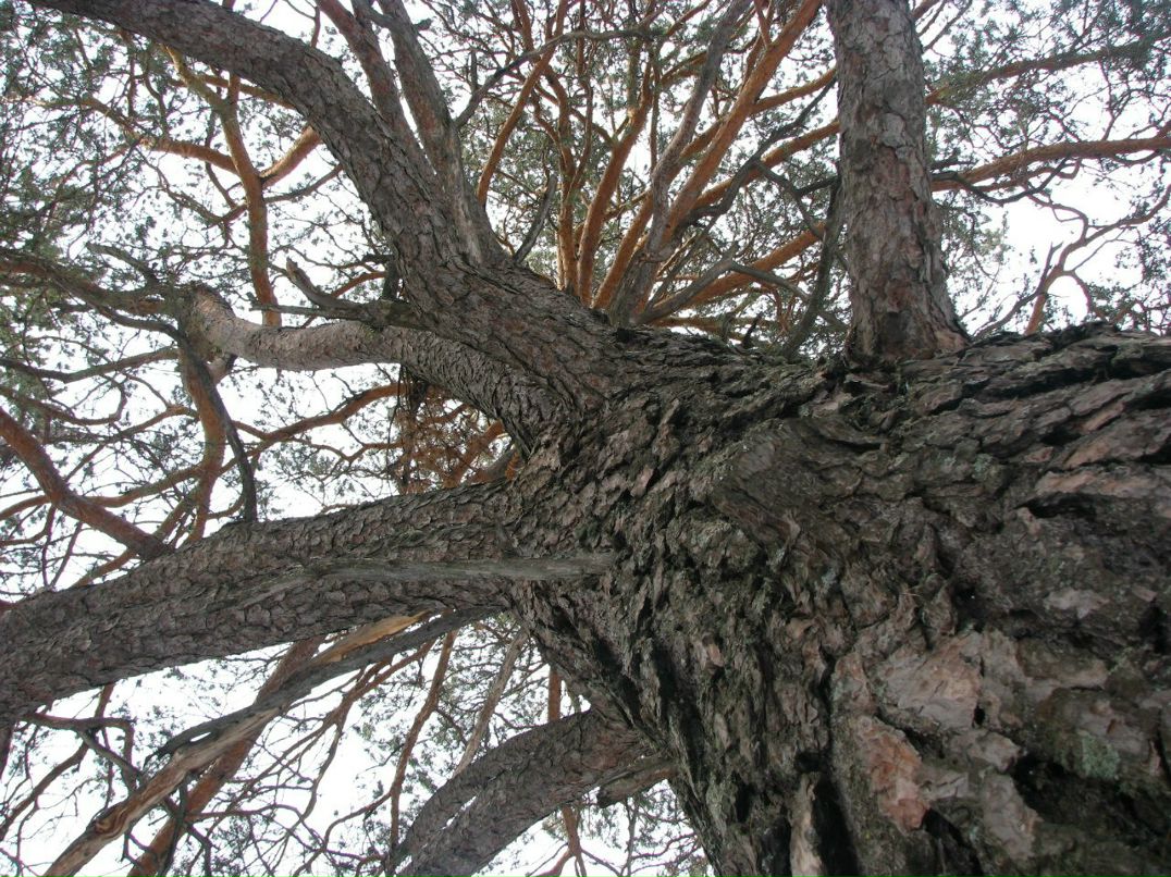 Анатолий Замятин | Красноярск