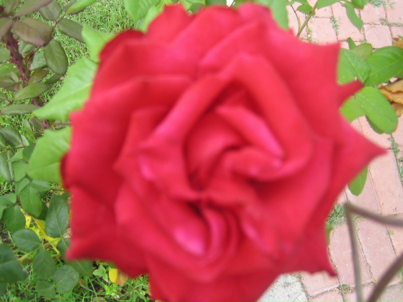 Елена Сурина | Великий Новгород