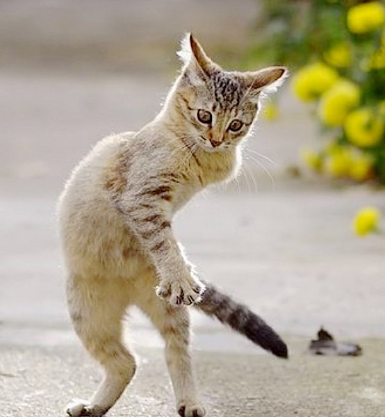 Александр Мокич Федорович | Днепр (Днепропетровск)