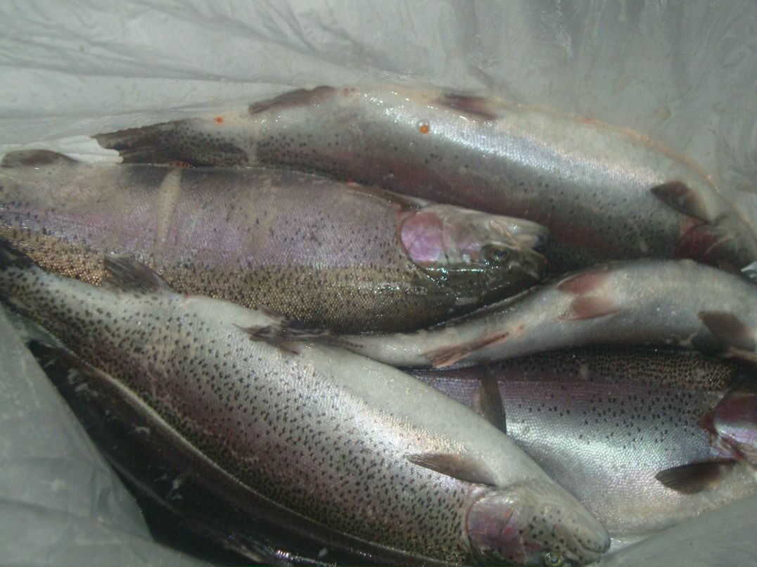 Игорь Никитин | Чагода (рп)