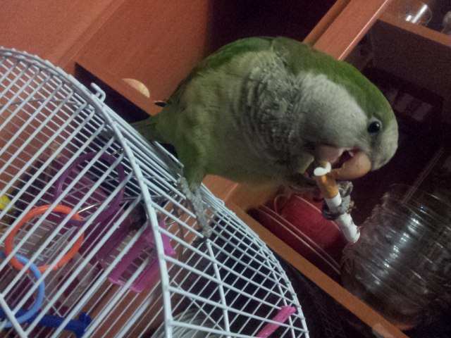 Марія Файфурка | Madrid