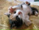 Фотография Картинки Котяток-И-Щенят