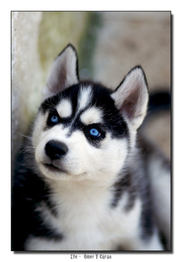 Максим Колесников | Ростов-на-Дону