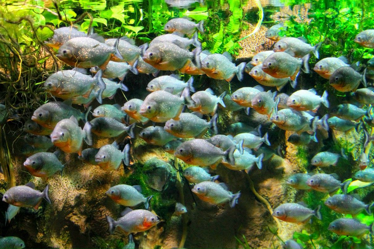 Иван Литовченко | Санкт-Петербург