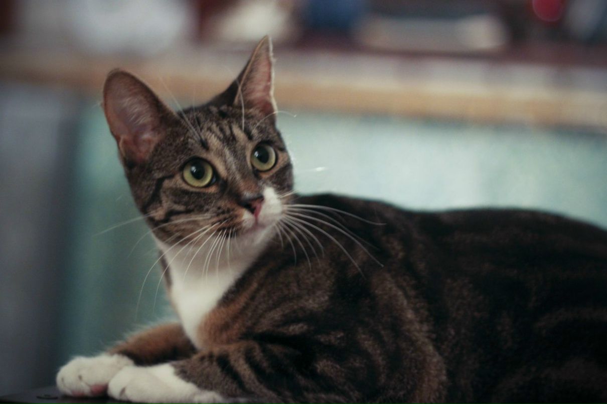 Машка Муркина [MAD] | Санкт-Петербург