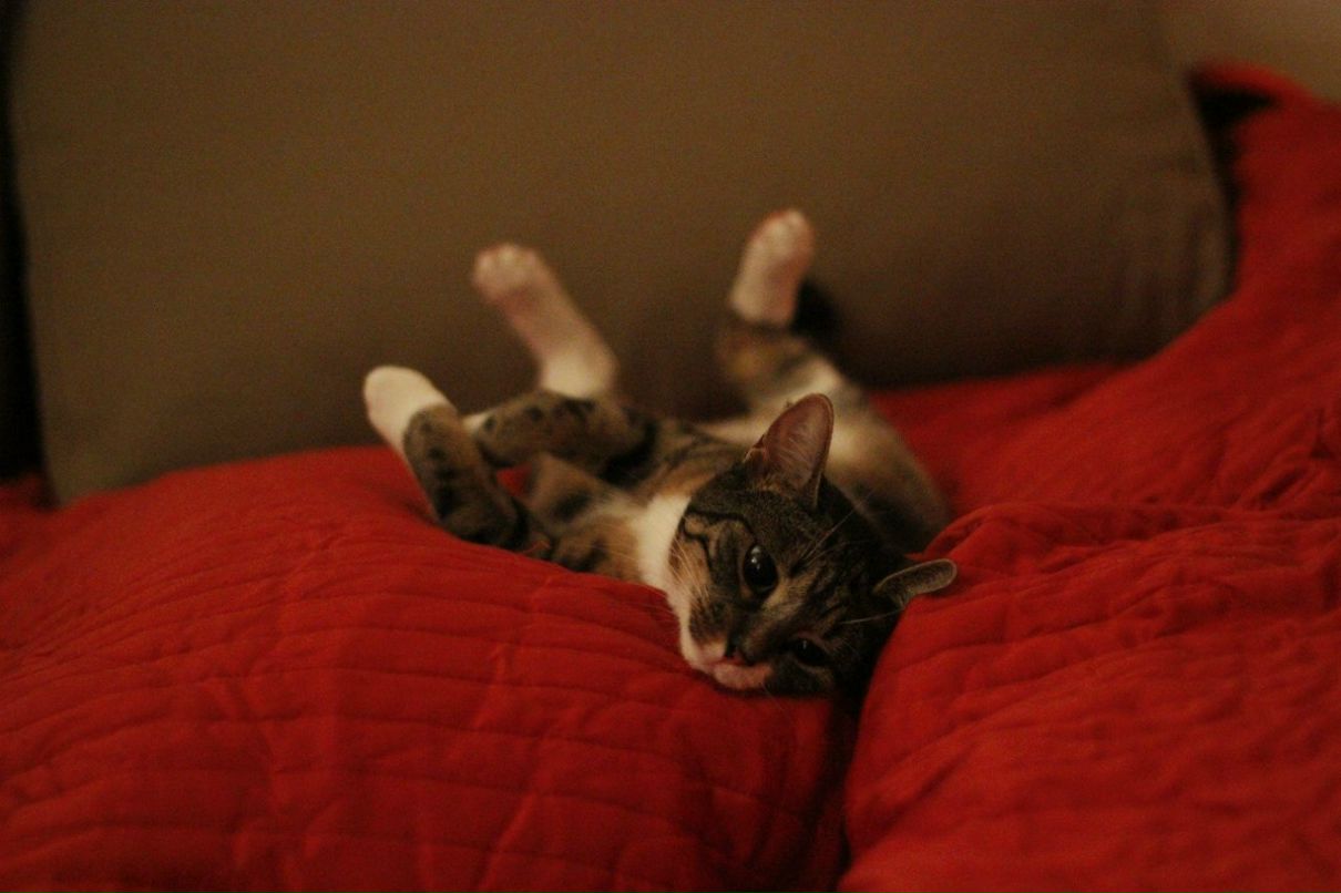 Машка Муркина [MAD] | Санкт-Петербург