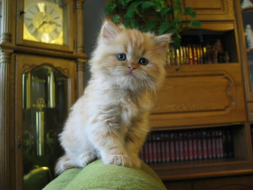 №133, Макс Милиан, 48 лет, Павлово №133, Макс Милиан, 48 лет, Павлово