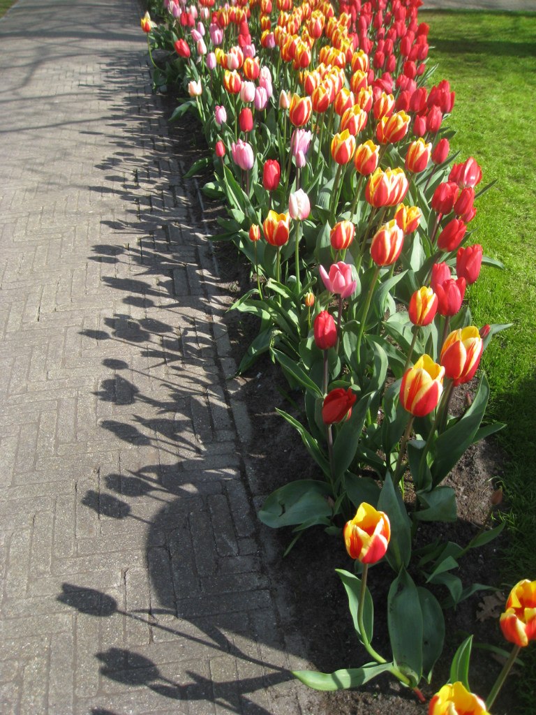 Полина Павлова | 