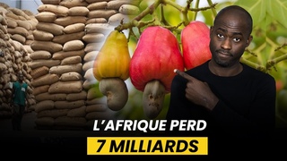 La noix de Cajou : LAfrique perd 7 milliards par an