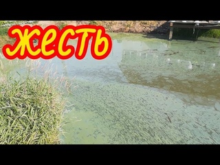 цветение воды в пруду!причины!способы борьбы с цветением воды и водорослями.известкование пруда!