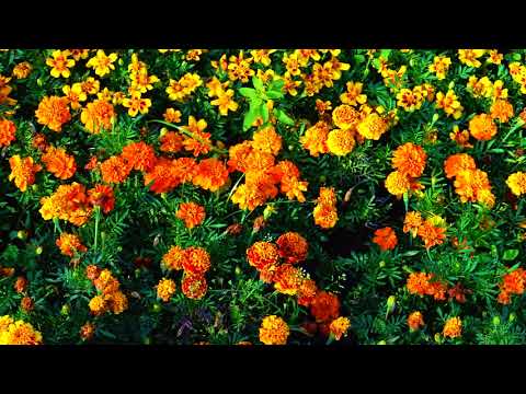 карякинский парк sony ax