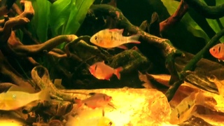 Rio Negro Biotope Aquarium