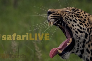 safariLIVE Live Stream