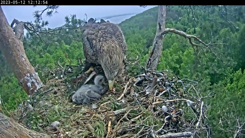 REPLAY ПОВТОР 12, 5, 23 2, 2 White Tailed Eagles Chulman Kama Орланы белохвосты