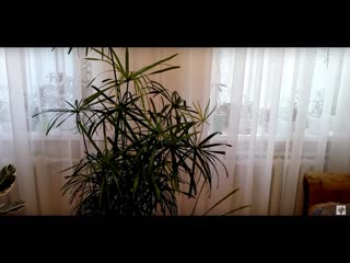 Комнатные цветы . Пересадка циперуса  новым способом.